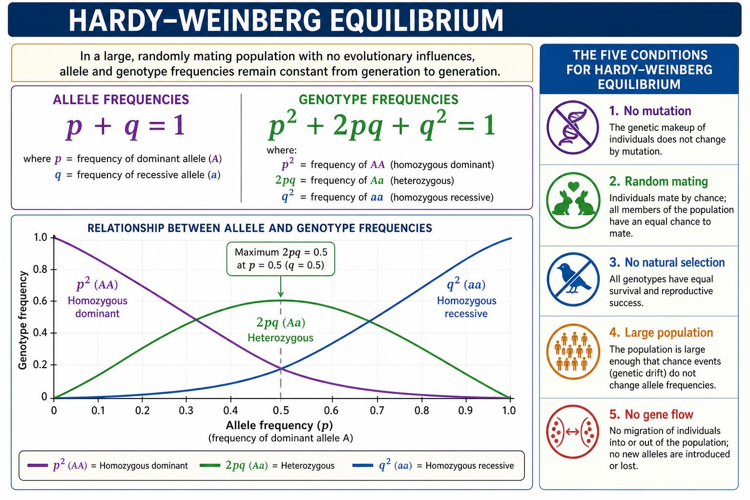 Hardy-Weinberg equilibrium equations, graph, and five conditions