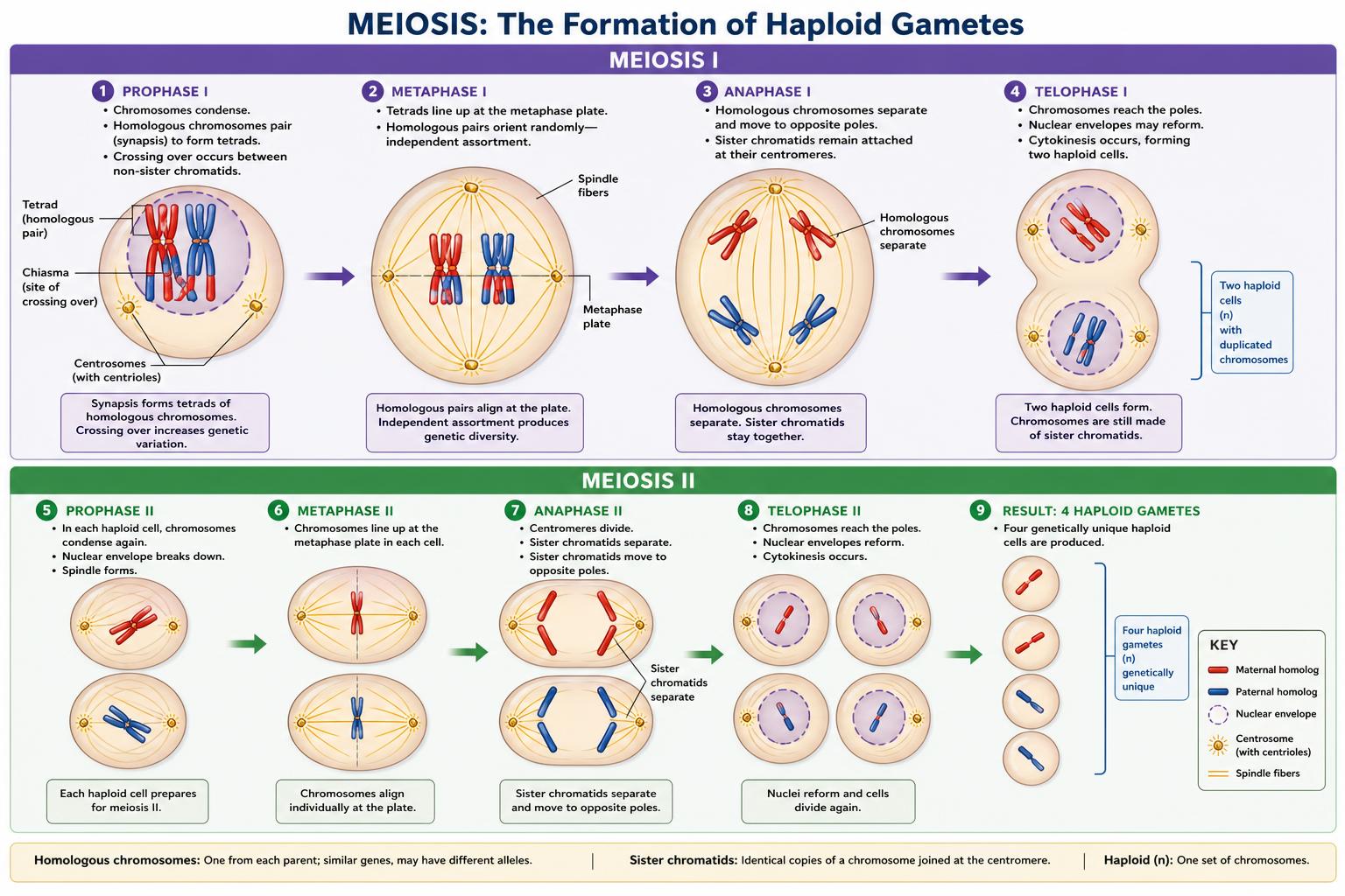 Meiosis I and II producing four haploid gametes