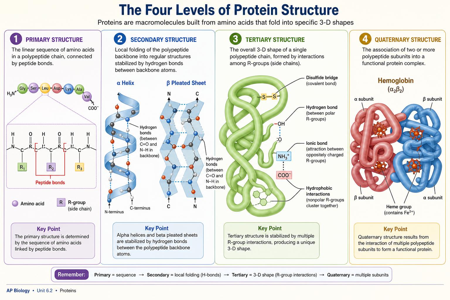 Four levels of protein structure: primary through quaternary