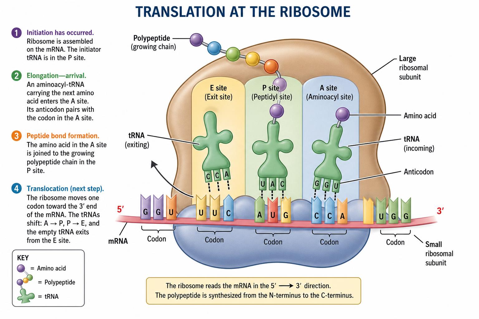 Translation at the ribosome with mRNA, tRNA, and polypeptide